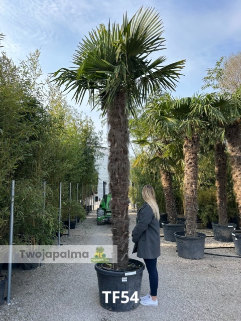 Palma Trachycarpus Fortunei - Szorstkowiec Fortunego pień: 270cm