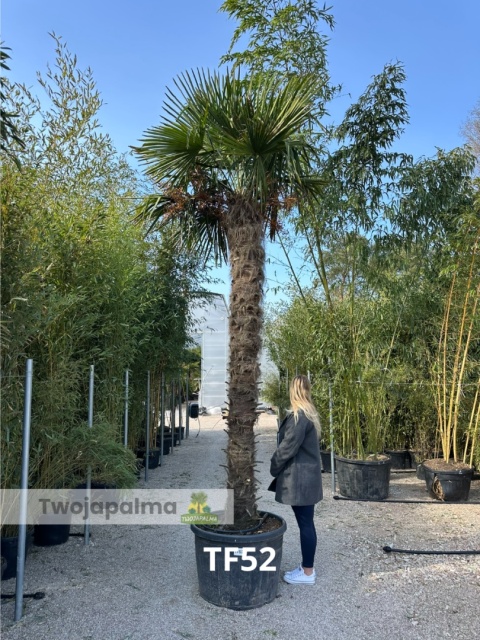 Palma Trachycarpus Fortunei - Szorstkowiec Fortunego pień: 280cm