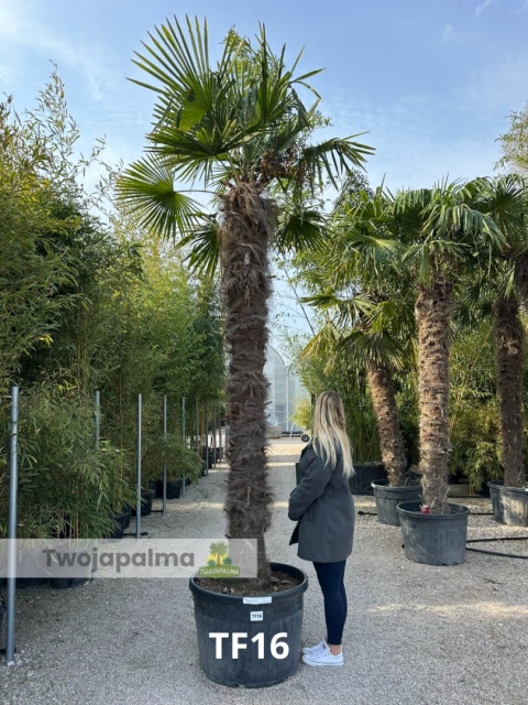 Palma Trachycarpus Fortunei - Szorstkowiec Fortunego pień: 280cm