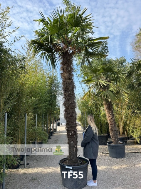 Palma Trachycarpus Fortunei - Szorstkowiec Fortunego pień: 290cm