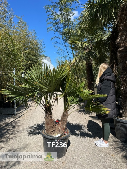 Palma Trachycarpus Fortunei - Szorstkowiec Fortunego pień: 40+30cm TF236