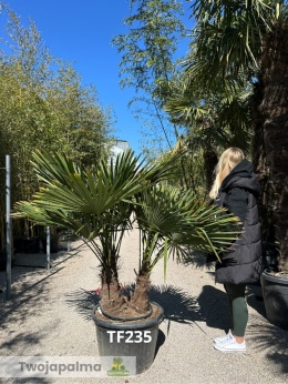 Palma Trachycarpus Fortunei - Szorstkowiec Fortunego pień: 40+30cm TF235