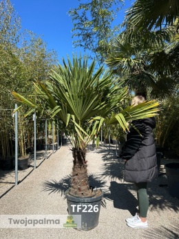 Palma Trachycarpus Fortunei - Szorstkowiec Fortunego pień: 60cm TF226