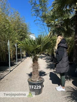 Palma Trachycarpus Fortunei - Szorstkowiec Fortunego pień: 50cm TF229