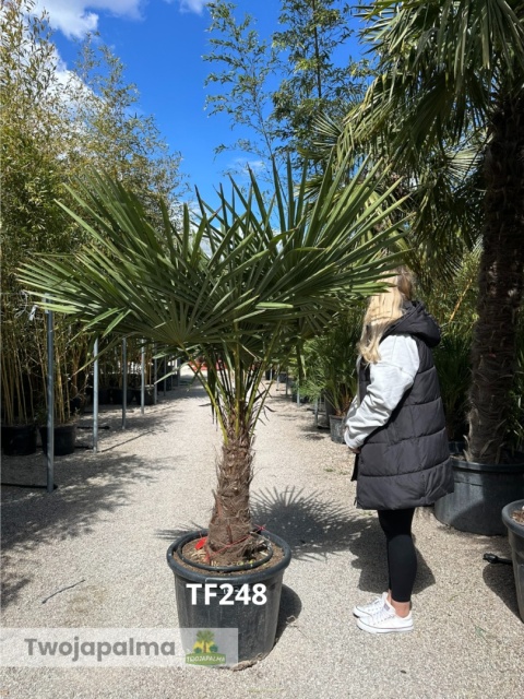 Palma Trachycarpus Fortunei - Szorstkowiec Fortunego pień: 50cm TF248