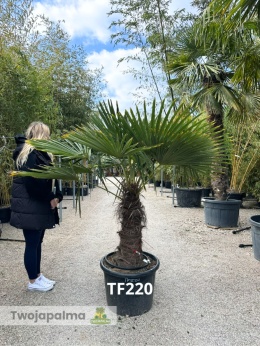 Palma Trachycarpus Fortunei - Szorstkowiec Fortunego pień: 60cm TF220