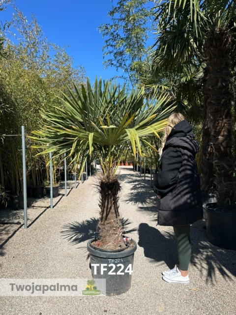 Palma Trachycarpus Fortunei - Szorstkowiec Fortunego pień: 60cm TF224