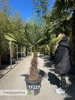 Palma Trachycarpus Fortunei - Szorstkowiec Fortunego pień: 60cm TF227
