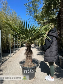 Palma Trachycarpus Fortunei - Szorstkowiec Fortunego pień: 60cm TF230