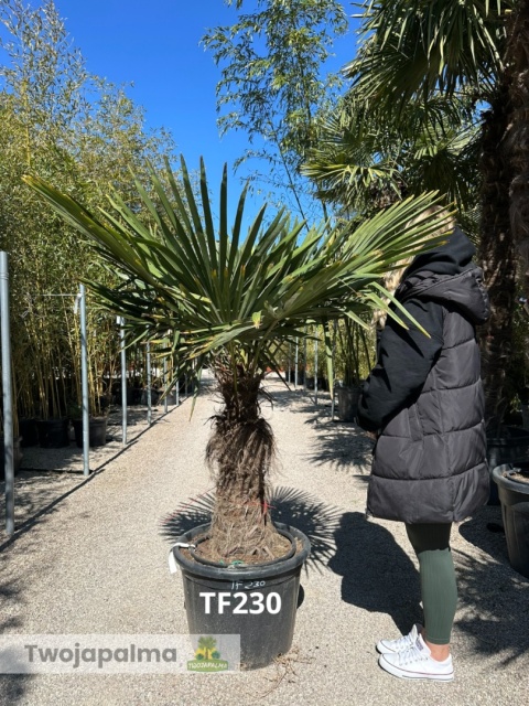 Palma Trachycarpus Fortunei - Szorstkowiec Fortunego pień: 60cm TF230