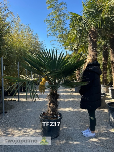 Palma Trachycarpus Fortunei - Szorstkowiec Fortunego pień: 50cm TF237