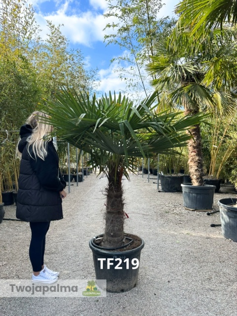 Palma Trachycarpus Fortunei - Szorstkowiec Fortunego pień: 70cm TF219