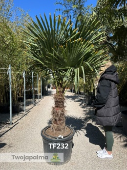 Palma Trachycarpus Fortunei - Szorstkowiec Fortunego pień: 70cm TF232