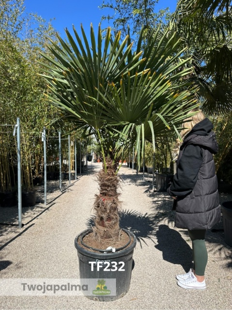 Palma Trachycarpus Fortunei - Szorstkowiec Fortunego pień: 70cm TF232