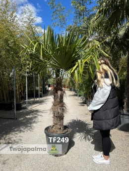 Palma Trachycarpus Fortunei - Szorstkowiec Fortunego pień: 80cm TF249
