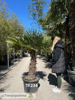Palma Trachycarpus Fortunei - Szorstkowiec Fortunego pień: 70cm TF234