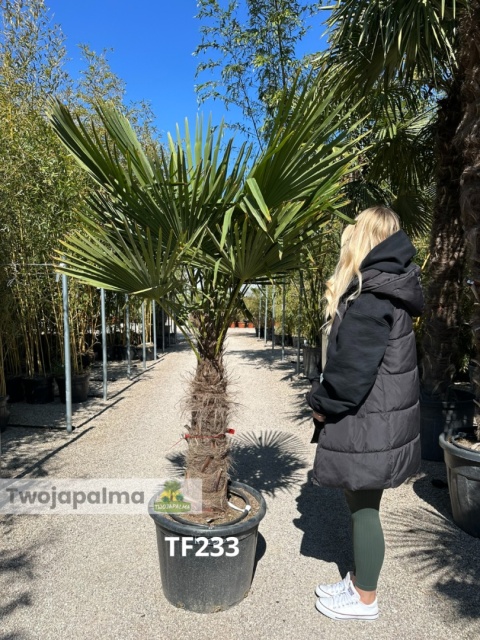 Palma Trachycarpus Fortunei - Szorstkowiec Fortunego pień: 70cm TF233