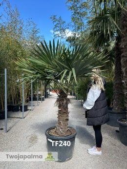 Palma Trachycarpus Fortunei - Szorstkowiec Fortunego pień: 70cm TF240