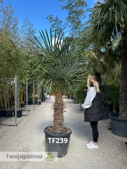 Palma Trachycarpus Fortunei - Szorstkowiec Fortunego pień: 80cm TF239