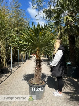 Palma Trachycarpus Fortunei - Szorstkowiec Fortunego pień: 70cm TF243
