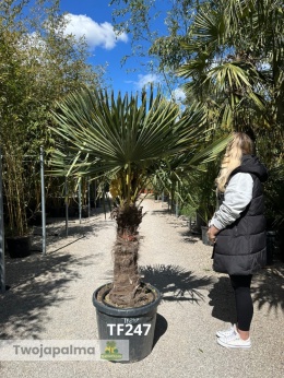 Palma Trachycarpus Fortunei - Szorstkowiec Fortunego pień: 70cm TF247