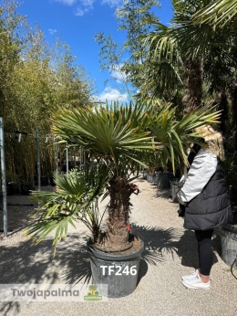 Palma Trachycarpus Fortunei - Szorstkowiec Fortunego pień: 70cm TF246