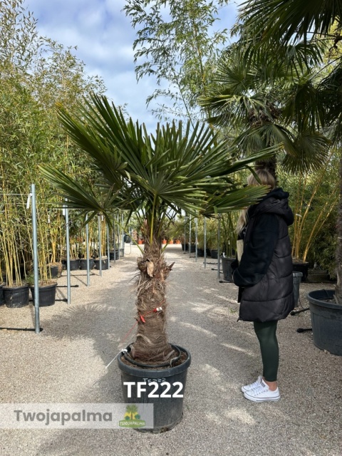 Palma Trachycarpus Fortunei - Szorstkowiec Fortunego pień: 80cm TF222