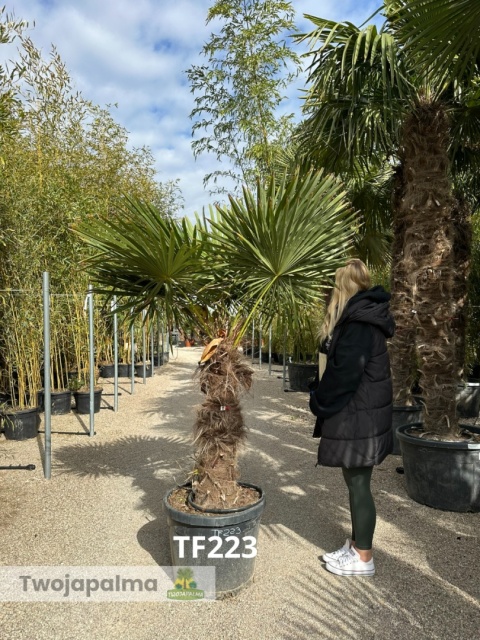 Palma Trachycarpus Fortunei - Szorstkowiec Fortunego pień: 80cm TF223