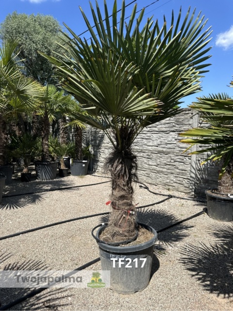 Palma Trachycarpus Fortunei - Szorstkowiec Fortunego pień: 80cm TF217