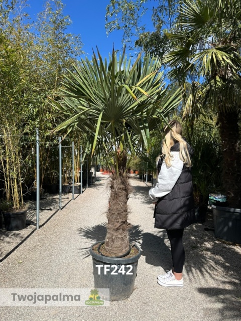 Palma Trachycarpus Fortunei - Szorstkowiec Fortunego pień: 80cm TF242