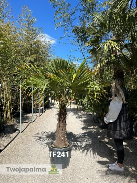 Palma Trachycarpus Fortunei - Szorstkowiec Fortunego pień: 70cm TF241