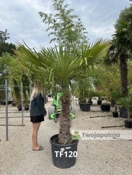 Palma Trachycarpus Fortunei - Szorstkowiec Fortunego pień: 90cm TF120