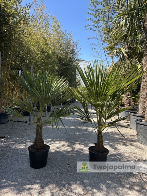 Palma Trachycarpus Fortunei - Szorstkowiec Fortunego wys. całkowita: ok.120-140cm