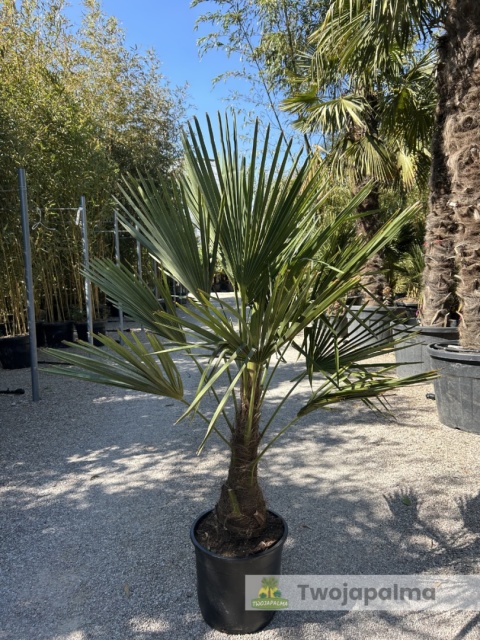 Palma Trachycarpus Fortunei - Szorstkowiec Fortunego wys. całkowita: ok.120-140cm
