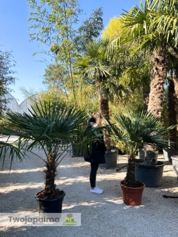 Palma Trachycarpus Fortunei - Szorstkowiec Fortunego wys. całkowita: ok.160-180cm