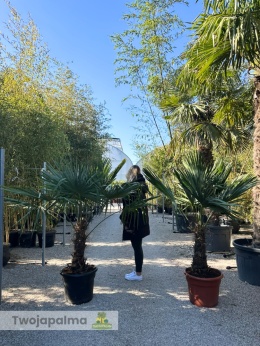 Palma Trachycarpus Fortunei - Szorstkowiec Fortunego wys. całkowita: ok.160-180cm