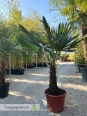 Palma Trachycarpus Fortunei - Szorstkowiec Fortunego wys. całkowita: ok.160-180cm