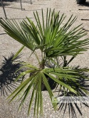 Palma Trachycarpus Fortunei - Szorstkowiec Fortunego wys. całkowita: ok. 90-120 cm