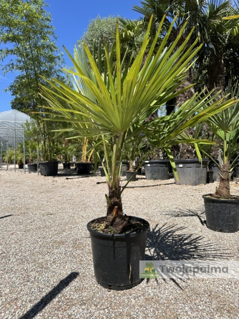 Palma Trachycarpus Fortunei - Szorstkowiec Fortunego wys. całkowita: ok. 90-120 cm