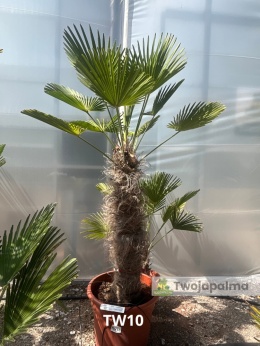 Palma Trachycarpus Wagnerianus - Szorstkowiec Wagnera pień: 100cm