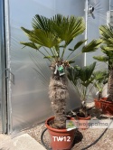Palma Trachycarpus Wagnerianus - Szorstkowiec Wagnera pień: 100cm