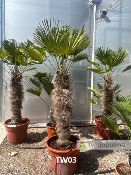 Palma Trachycarpus Wagnerianus - Szorstkowiec Wagnera pień: 110cm TW03