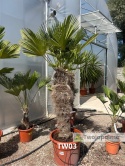 Palma Trachycarpus Wagnerianus - Szorstkowiec Wagnera pień: 110cm TW03
