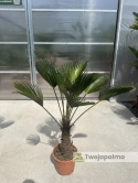 Palma Trachycarpus Wagnerianus - Szorstkowiec Wagnera wysokość całkowita: 110-120cm