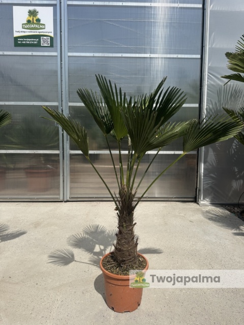 Palma Trachycarpus Wagnerianus - Szorstkowiec Wagnera wysokość całkowita: 110-120cm