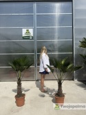Palma Trachycarpus Wagnerianus - Szorstkowiec Wagnera wysokość całkowita: 110-120cm