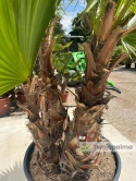 Palma Washingtonia robusta 4 pnie - wysokość całkowita: 270cm