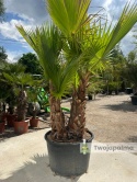 Palma Washingtonia robusta 4 pnie - wysokość całkowita: 270cm