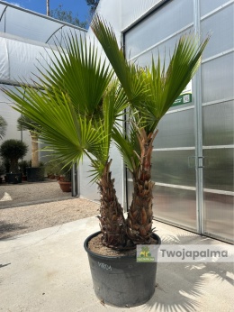 Palma Washingtonia robusta 4 pnie - wysokość całkowita: 270cm