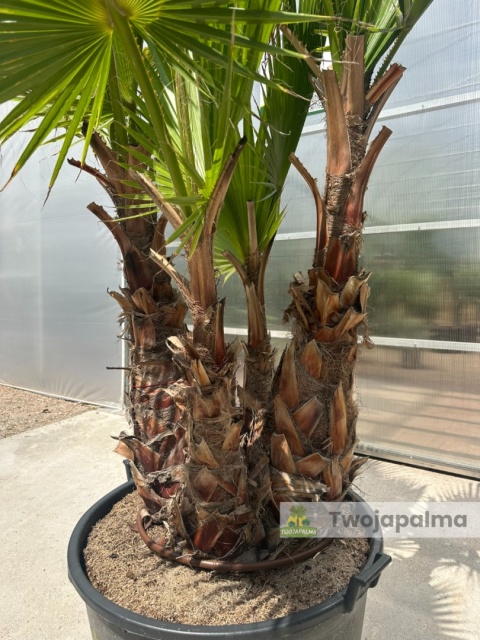 Palma Washingtonia robusta 4 pnie - wysokość całkowita: 270cm